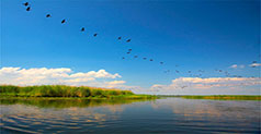 The Danube Delta