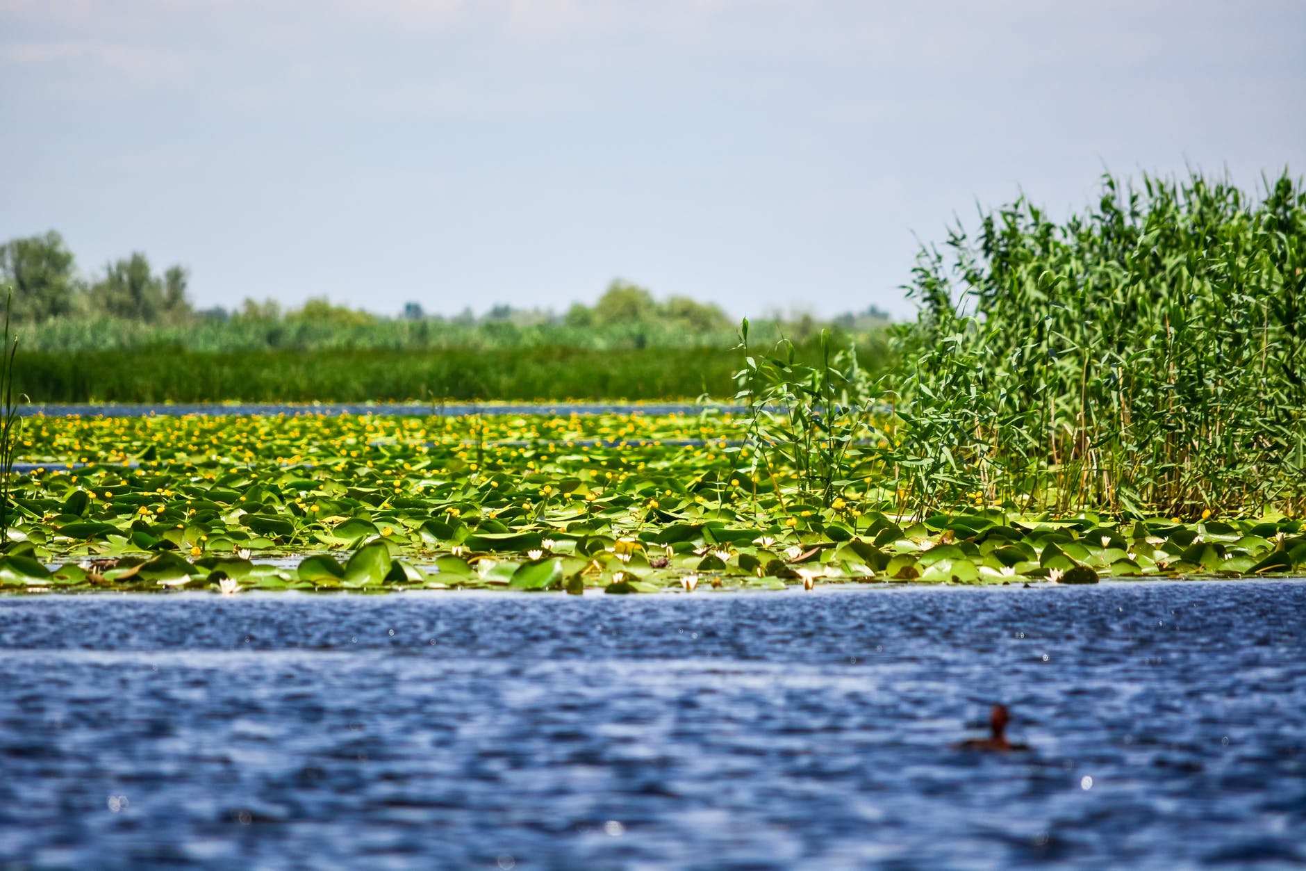 Danue Delta in Summer Antone Adi