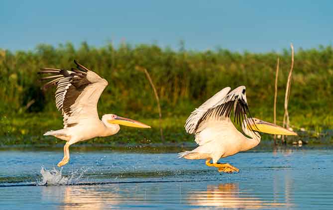 Romania.org - Bird Watching and Fishing